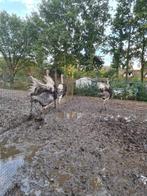 te koop struisvogels, Verzamelen, Dierenverzamelingen, Ophalen, Vogel, Overige typen