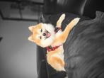 Pomeriaan/keeshond, Dieren en Toebehoren, Honden | Chihuahua's en Gezelschapshonden, Rabiës (hondsdolheid), 1 tot 2 jaar, Eén hond
