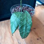 hoya rundumensis splash stek nr 3-17, Ophalen of Verzenden, Overige soorten, Minder dan 100 cm