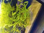 Aquarium plant, Vis