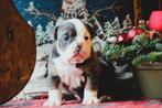 #Prachtige Old English Bulldog pups met stamboom#, Parvo, 8 tot 15 weken, Meerdere, Meerdere dieren