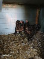 2 jonge bramha,s, Dieren en Toebehoren, Geslacht onbekend, Kip