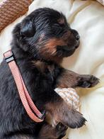 Lieve Rotweiler Pups Te Koop, Rabiës (hondsdolheid), 8 tot 15 weken, Meerdere, Meerdere dieren