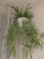 Mooie hang plant, Ophalen of Verzenden, Halfschaduw, Minder dan 100 cm