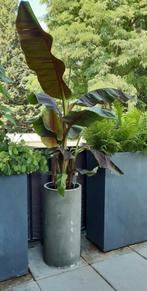 Grote bananenplant groen blad met rode strepen Musea Zebrina, Tuin en Terras, Planten | Tuinplanten, Ophalen, Zomer, Overige soorten