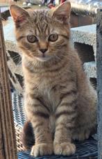 Brits Korthaar, Dieren en Toebehoren, Katten en Kittens | Raskatten | Korthaar, Meerdere dieren, Met stamboom
