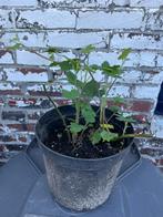 1 grote pot met diverse bramen struiken - Doornloze braam !, Minder dan 100 cm, Overige soorten, In pot, Ophalen of Verzenden