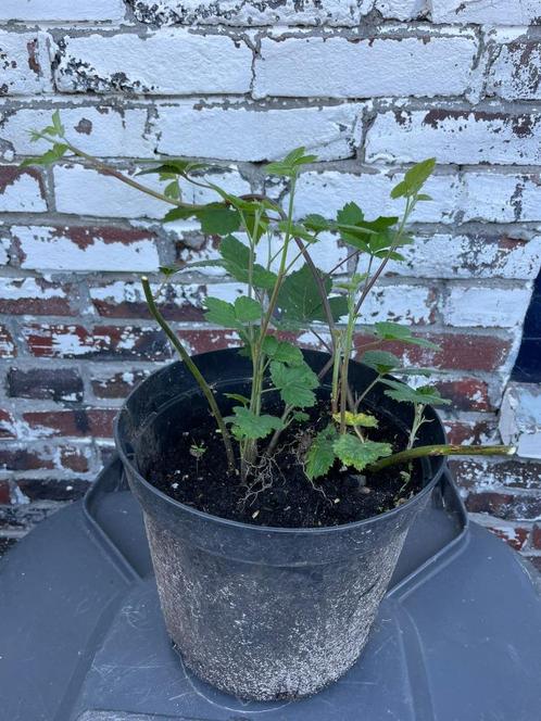 1 grote pot met diverse bramen struiken - Doornloze braam !, Tuin en Terras, Planten | Fruitbomen, Overige soorten, Minder dan 100 cm