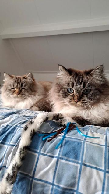 Twee ragdol / perzische katten zoeken nieuw huisje beschikbaar voor biedingen