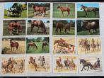 C977 Verzameling oude ansichtkaarten met thema paarden, Ophalen of Verzenden, Ongelopen, Paard