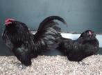 Antwerpse baardkriel | Sierlijke kippen | Passend advies, Dieren en Toebehoren, Pluimvee, Meerdere dieren, Kip