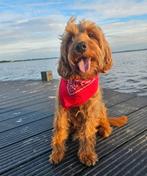 Australian labradoodle teefje zoekt gastgezin, Dieren en Toebehoren, Overige rassen, 8 tot 15 weken, Teef, Eén hond
