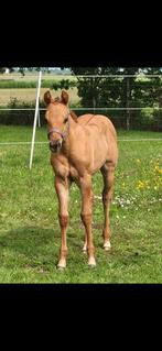 Kleinschalige opfok/stal aan huis!, Opfok, 2 of 3 paarden of pony's