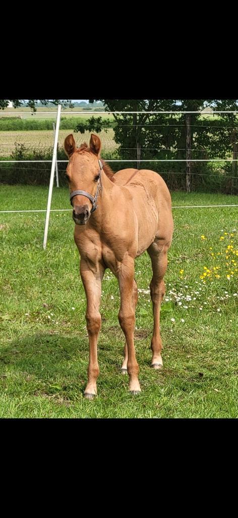Kleinschalige opfok/stal aan huis!, Dieren en Toebehoren, Stalling en Weidegang, Opfok, 2 of 3 paarden of pony's