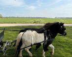 Leuke bonte ruin, a pony, Dieren en Toebehoren, Ophalen of Verzenden, Zo goed als nieuw