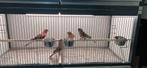 Bourke parkieten te koop, Dieren en Toebehoren, Vogels | Parkieten en Papegaaien, Meerdere dieren, Parkiet