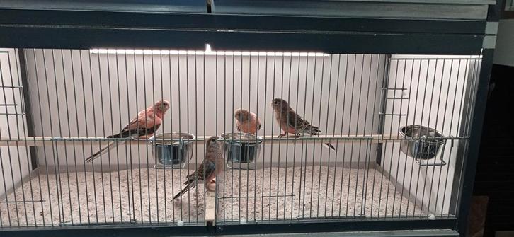 Bourke parkieten te koop, Dieren en Toebehoren, Vogels | Parkieten en Papegaaien, Parkiet, Meerdere dieren