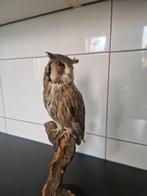 taxidermie opgezette witwang uil, Verzamelen, Dierenverzamelingen, Ophalen of Verzenden, Vogel, Opgezet dier
