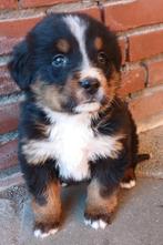 Boulab pups . Berner sennen, CDV (hondenziekte), 8 tot 15 weken, Meerdere, Meerdere dieren