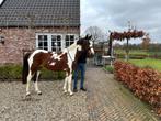 Super mooie 5 jarige D pony, Dieren en Toebehoren, Merrie, B, Gechipt, Dressuurpony