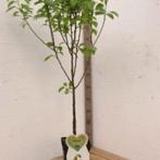 Perenbomen in pot, Ophalen of Verzenden, In pot, Lente