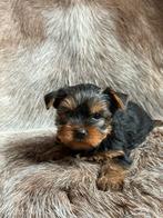 Yorkshire pups, Dieren en Toebehoren, Yorkshire Terriër, België, CDV (hondenziekte), 8 tot 15 weken