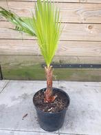 Washingtonia robusta 5 terras/kamerplan, Ophalen, Overige soorten, Volle zon