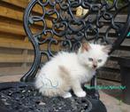 Ragdoll kittens met Prachtige buitenlandse stamboom, Dieren en Toebehoren, Meerdere dieren, Gechipt