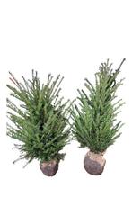 Taxus baccata kluiten, Tuin en Terras, Planten | Struiken en Hagen, Ophalen of Verzenden, Taxus