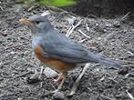 Grijskap lijsters, Dieren en Toebehoren, Vogels | Overige Vogels, Meerdere dieren, Tropenvogel, Geringd