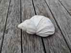 Mooie schelp uit Normandië - 9 cm, Ophalen of Verzenden, Overige typen