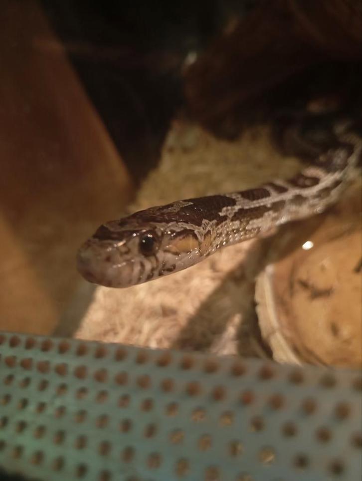 2x korenslang, zwart mannetje/oranje vrouwtje