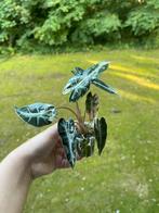 Alocasia Bambino Variegata, Huis en Inrichting, Kamerplanten, Ophalen of Verzenden, Overige soorten, Minder dan 100 cm