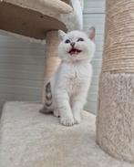 Britse Korthaar kittens !NOG 1 KATERTJE!, Dieren en Toebehoren, Meerdere dieren, Ontwormd
