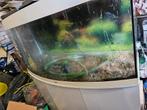 Juwel vision260, Ophalen, Gebruikt, Leeg aquarium