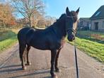 Lieve friese ruin, 6 jaar oud te koop aangeboden, Dieren en Toebehoren, Paarden, Gechipt, Ruin, Zadelmak, 3 tot 6 jaar