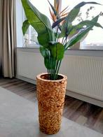 Plantenpot uit waterhyacint ex-plant, Overige materialen, Rond, Zo goed als nieuw, 40 tot 70 cm