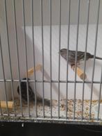 Zwart rood mozaïek, Meerdere dieren, Kleurkanarie