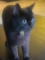 Zwarte halve britse korthaar, Poes