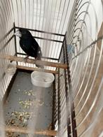 twa twa vogel twatwa sipa fluit je oren eruit 2021, Dieren en Toebehoren, Mannelijk, Tropenvogel