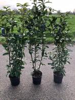 LAURIER, PRUNUS GENOLIA, 120-130 cm, mooie compacte haag, Tuin en Terras, Planten | Struiken en Hagen, Ophalen, Laurier, Haag