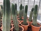 Cactus Tricocereus Pachanoi (San Pedro) 23cm pot 65-70 hoog, Ophalen of Verzenden, Minder dan 100 cm, Bloeiende kamerplant, Volle zon