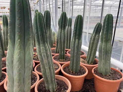 Cactus Tricocereus Pachanoi (San Pedro) 23cm pot 65-70 hoog, Huis en Inrichting, Kamerplanten, Cactus, Minder dan 100 cm, Bloeiende kamerplant