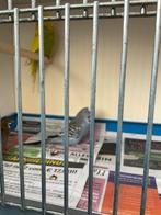 Diverse mannelijke Engelse parkieten, Dieren en Toebehoren, Vogels | Parkieten en Papegaaien, Mannelijk, Parkiet, Geringd