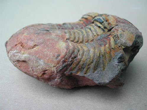 Trilobiet Ectillaenus benignensis, Ordovicium, Marokko, Verzamelen, Mineralen en Fossielen, Fossiel, Verzenden