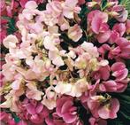 Siererwt (vaste plant) zaden  (Lathyrus lactifolius), Verzenden, Gehele jaar, Volle zon, Zaad