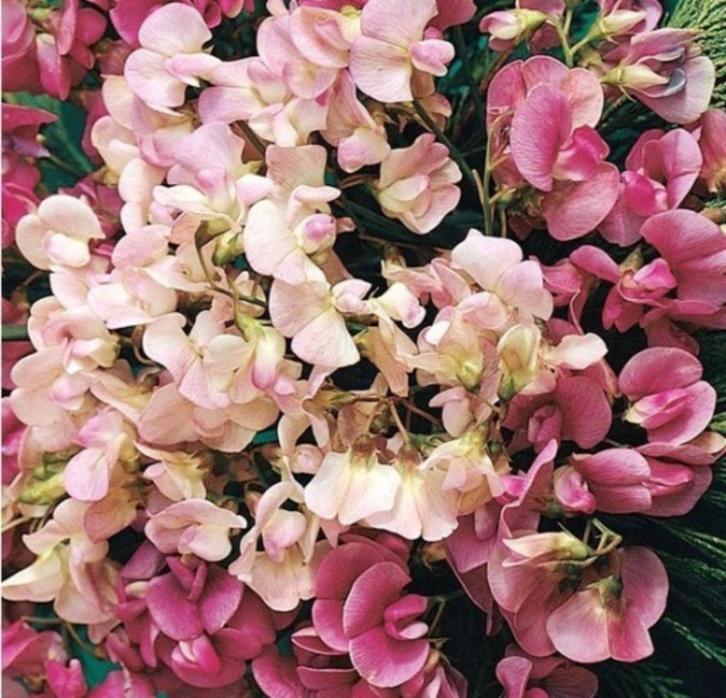 Siererwt (vaste plant) zaden  (Lathyrus lactifolius), Tuin en Terras, Bloembollen en Zaden, Zaad, Gehele jaar, Volle zon, Verzenden