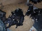 Ubn 7092160 laatste nest van mijn amerikaanse steford/ pitbu, Dieren en Toebehoren, Honden | Jack Russells en Terriërs, American Staffordshire Terriër