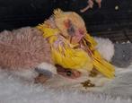 Prijs voor 2 baby kakariki €50, Meerdere dieren, Parkiet, Geringd