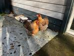 2 orpington hennetjes, Dieren en Toebehoren, Pluimvee, Vrouwelijk, Kip